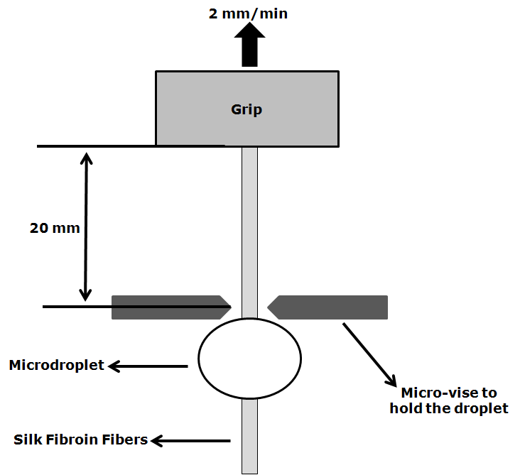 Schematic illustration of a single fiber microbonding test using a single natural fiber embedded in the PBS microdroplet.