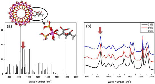 (a) 시뮬레이션 계산에 의한 Raman spectrum, (b) 실험상으로 얻어진 Raman spectra.24).