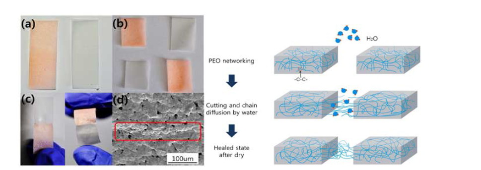 PEO 필름의 자가 치유능력을 보여주는 그림 (왼쪽)과 자가 치유되는 과 정을 보여주는 모식도 (오른쪽).