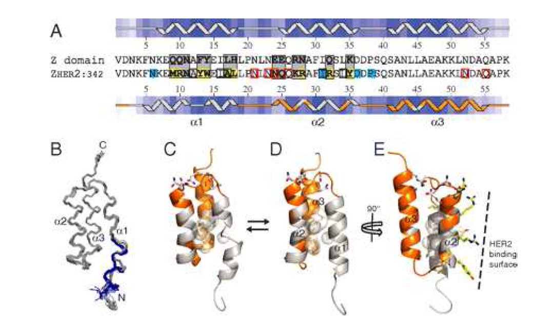 Structure and dynamics of the Z-her2 affibody molecule