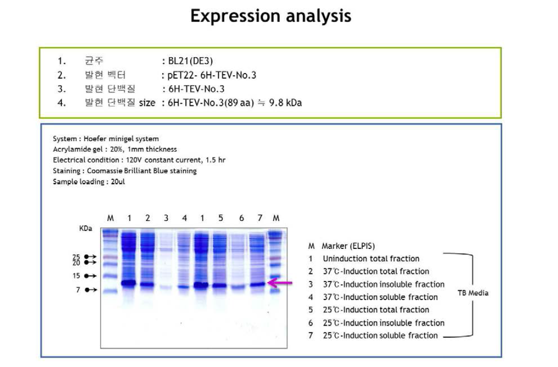Anti-HER2 단백체의 발현 결과 확인