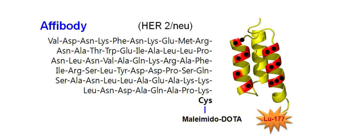 DOTA-Maleimido-Anti-HER2 Protein Sequence