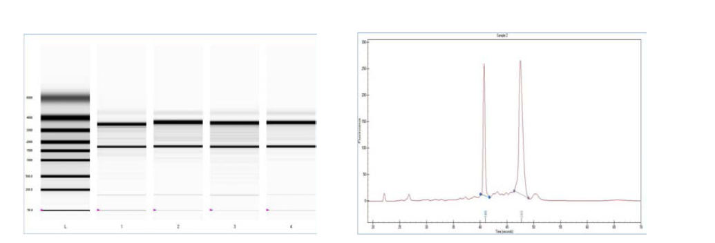 Electrophoresis system 이용 mRNA의 안정성 평가