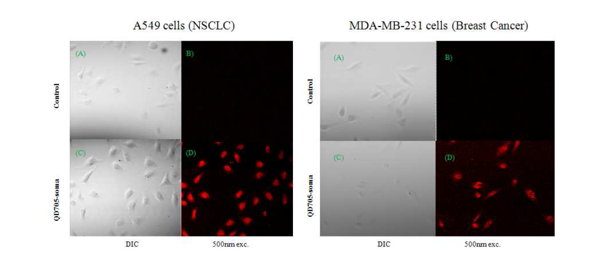 펩타이드 수식 양자점의 비소세포성 폐암과 유방암의 confocal microscopy