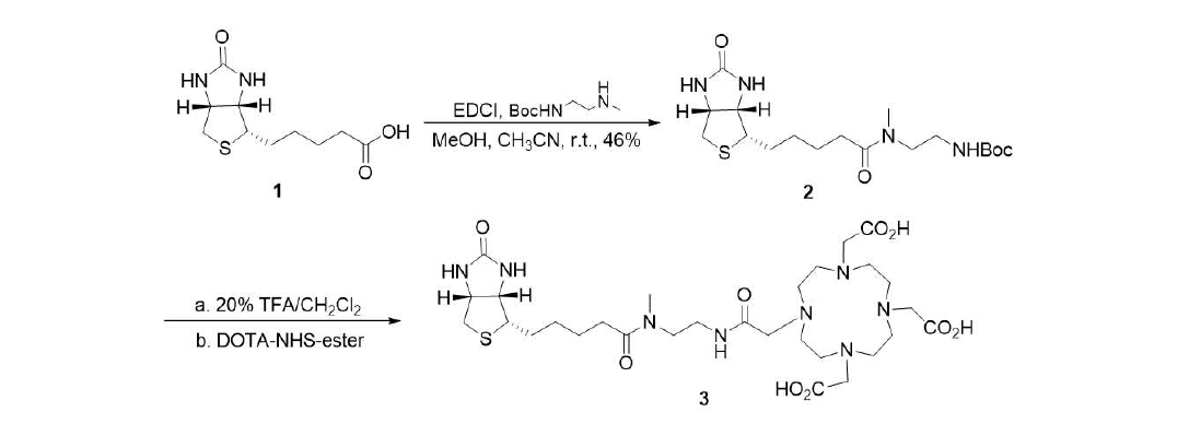 (+)-Biotin-N-methyl-DOTA 합성 절차