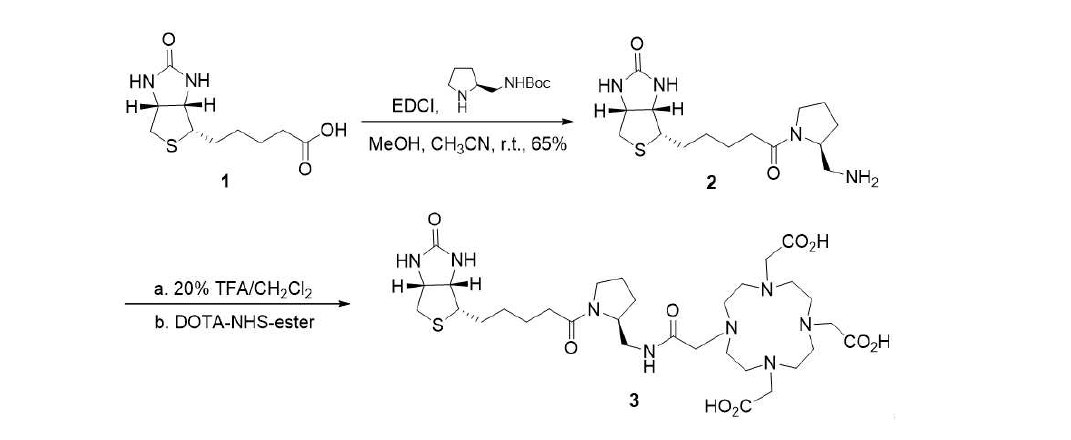 (+)-Biotin-pyrrolidinylmethyl-DOTA 합성 절차