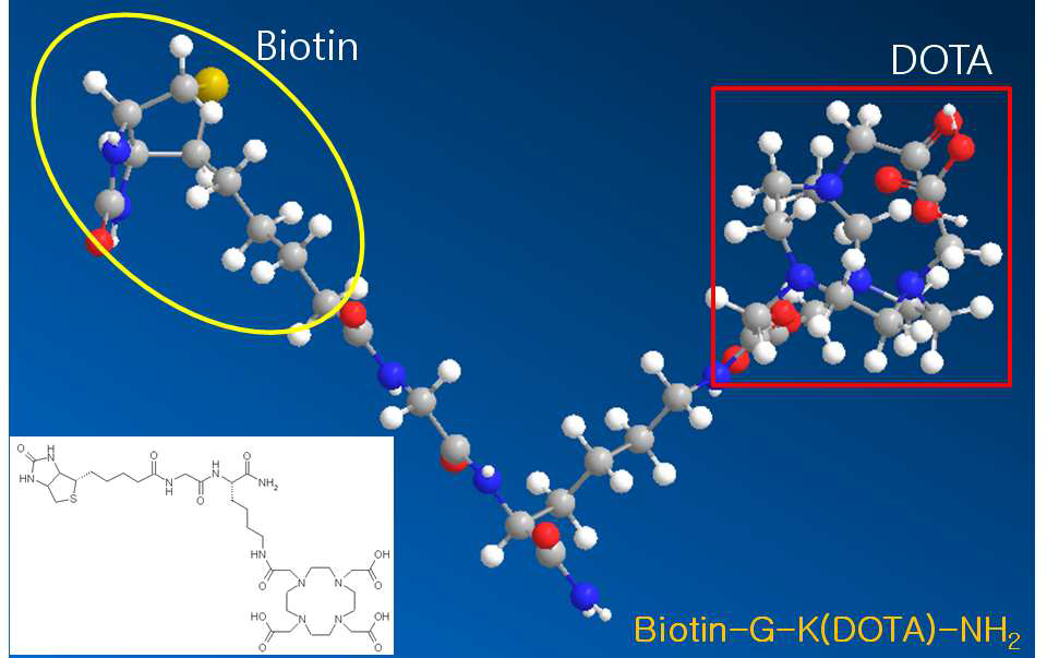 Biotin-GK(DOTA)-NH 의 2D 및 3D 구조