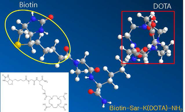 Biotin-Sar-K(DOTA)-NH 의 2D 및 3D 구조2