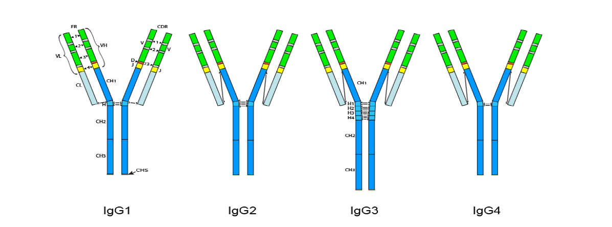 Schematic representation of Human IgG subclasses