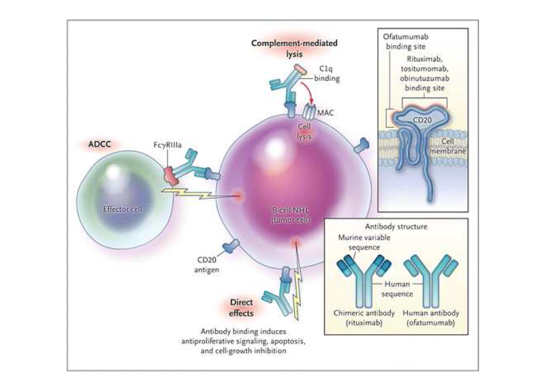 Mechanisms of Action of Anti-CD20 Antibodies