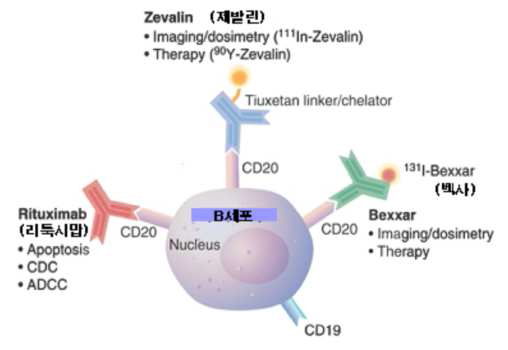 CD-20 표적 항체치료제 및 방사면역치료제의 특성