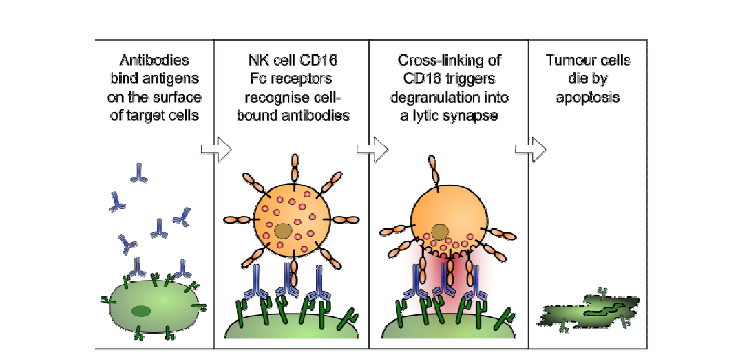 ADCC : cell-mediated immune defense mechanism