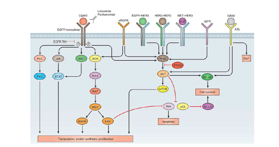 EGFR signaling pathways