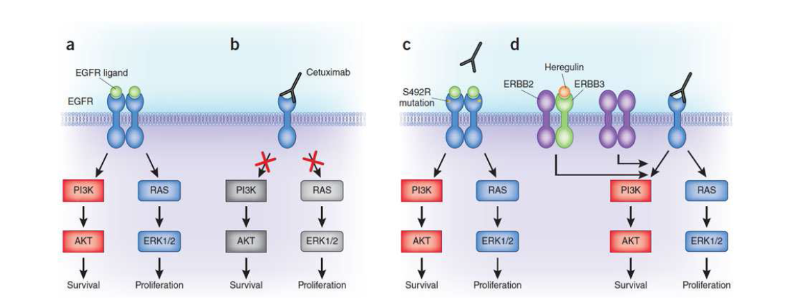 EGFR mutation에 의한 항체치료제에 대한 저항성