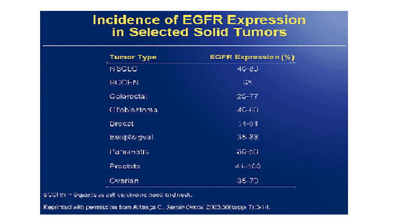 EGFR 발현 종양 및 수용체 발현 비율