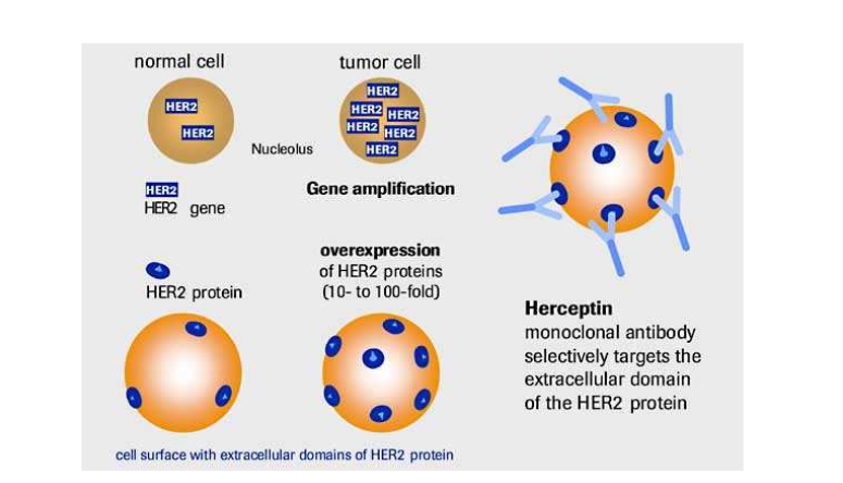 Trastuzumab의 종양 표적 기전