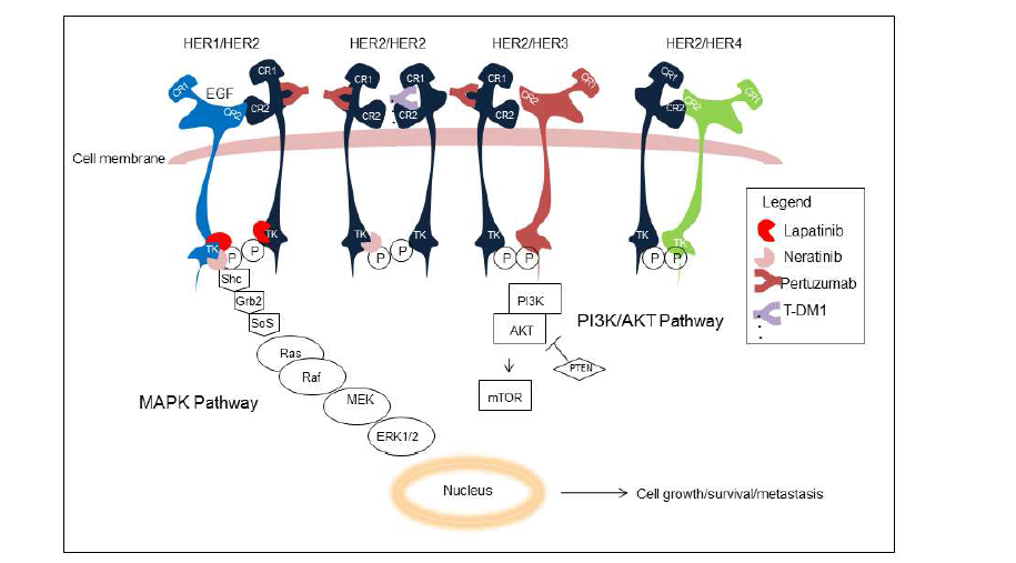 Targeting the HER2 signaling pathway.