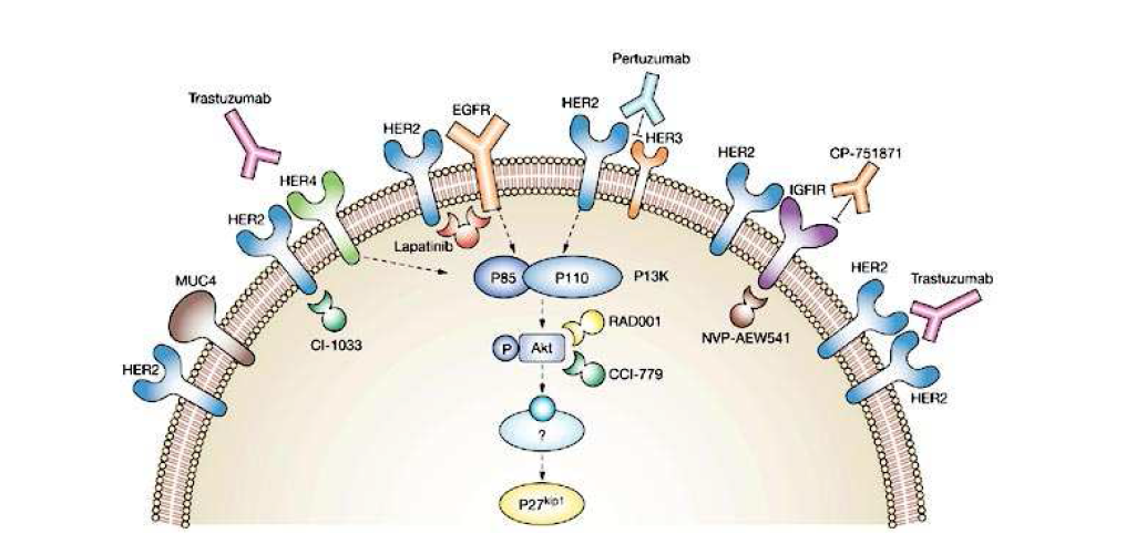 Proposed mechanisms of trastuzumab resistance