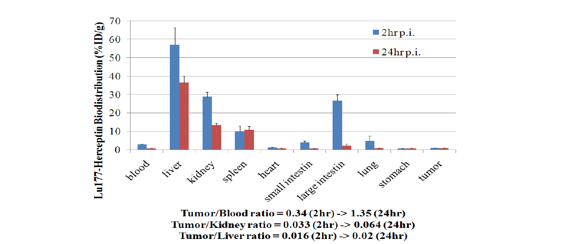 Lu-177-CysDTPA-Trastuzumab의 SKOV-3 동물 모델 체내 분포 변화
