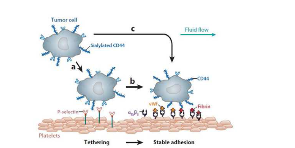 혈류에서 혈관 표면 혈소판에 대한 암세포 부착 모델