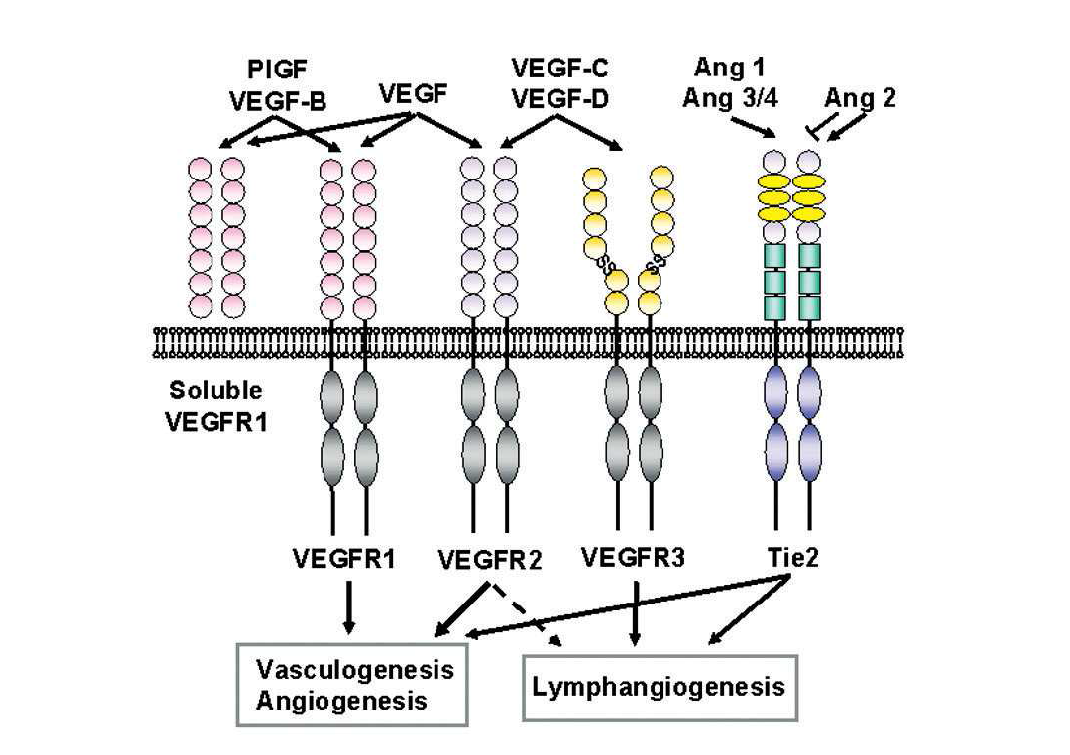 신생 혈관에 관여하는 tyrosine kinase 수용체와 성장인자