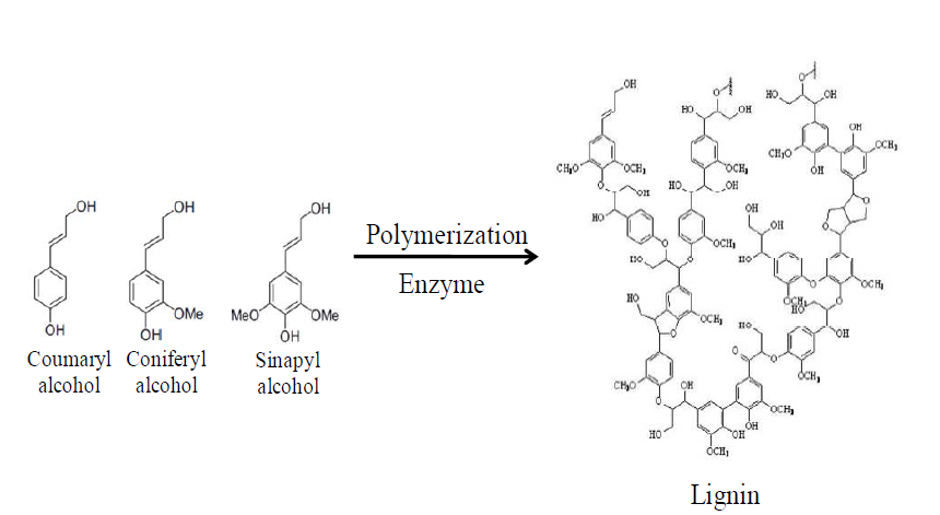 리그닌 단량체의 종류와 효소를 이용한 중합 방법