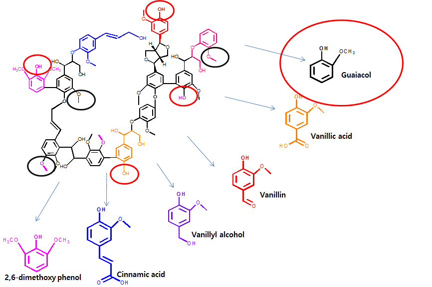 리그닌 구조: 다양한 종류의 페놀릭 화합물의 중합체