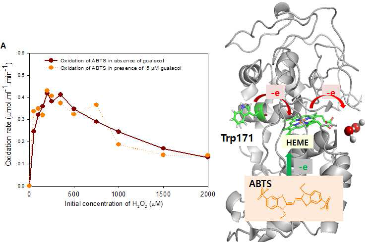 LiPH8 의 ABTS 산화 활성에 대한 과산화수소 및 guaiacol 의 영향