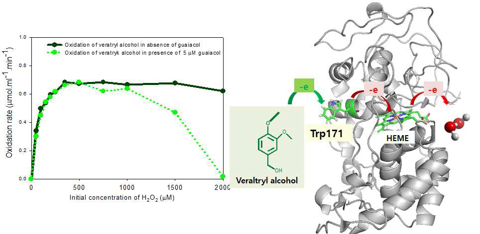 LiPH8 의 veratryl alcohol 산화 활성에 대한 과산화수소 및 guaiacol 의 영향