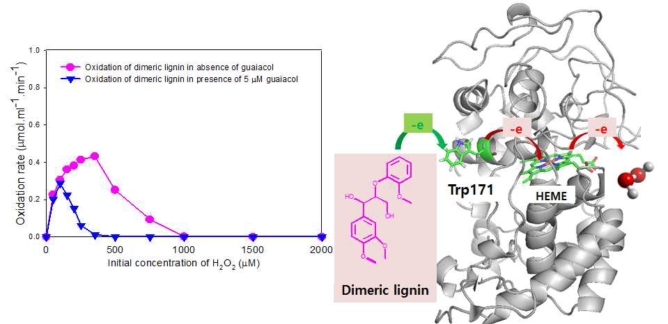 LiPH8 의 VGE 산화 활성에 대한 과산화수소 및 guaiacol 의 영향