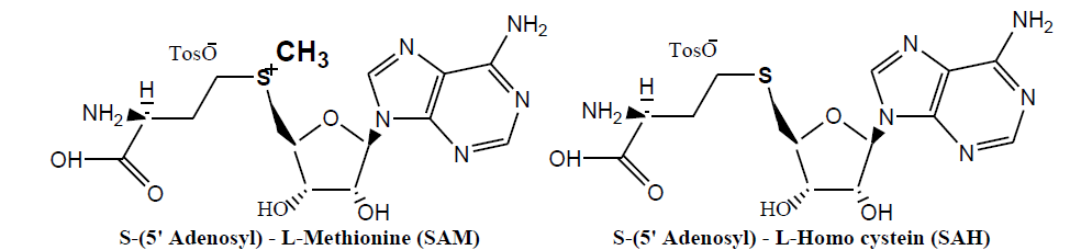 Methyl donor/acceptor and free-hydroxyl/methylated phenolic compounds in 4-O-methylation