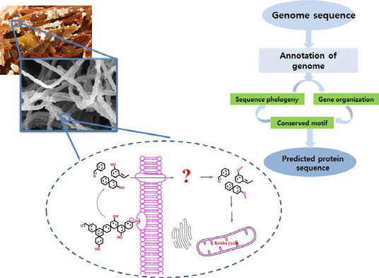 P.chrysosporium 유래 methyltransferase 탐색 전략