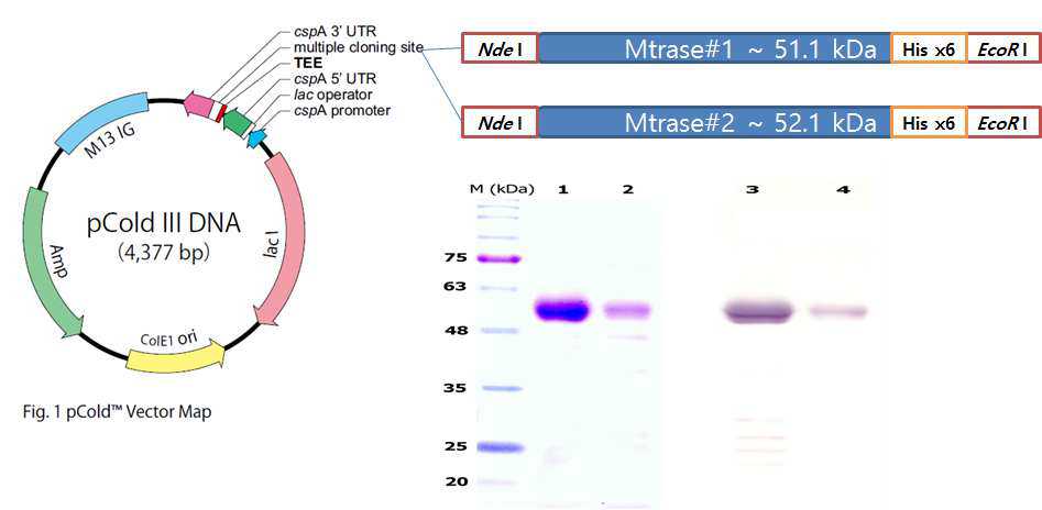 vector map and SDS-PAGE of recombinant Metrase#1 and Metrase#2
