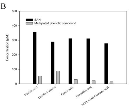 Mtrase#1 에 의한 para-methylation