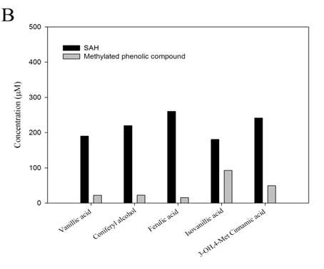 Mtrase#1 에 의한 meta-methylation