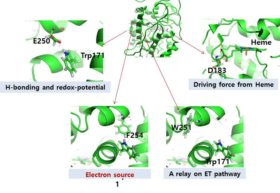 Factors in long-range electron transfer pathway in LiPH8