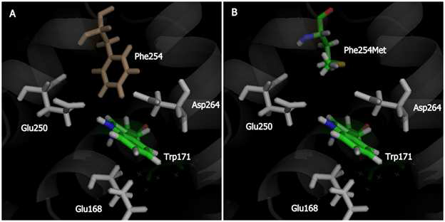 Exposed active sites surrounding Trp171 in wild-type (A) and mutated Phe254Met LiPH8 variant (B)