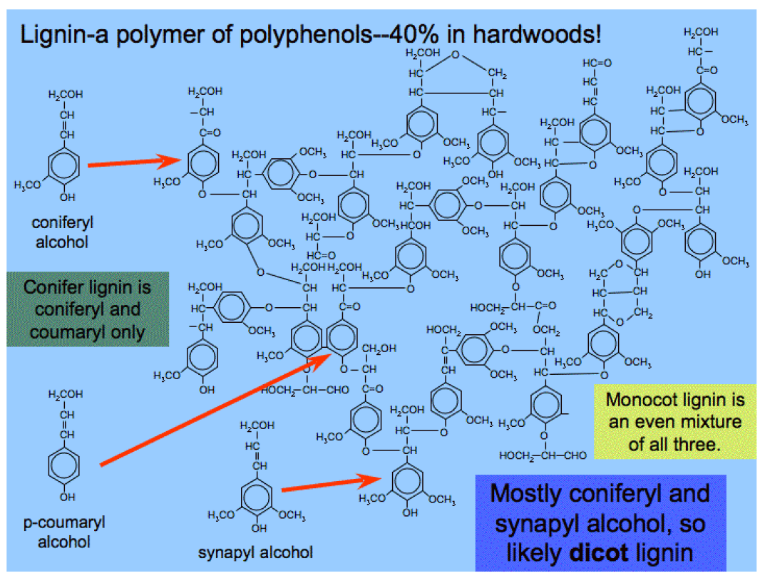 리그닌 구조 및 대표적 리그닌 fragments (coniferyl alcohol, p-coumaryl alcohol, and synapyl alcohol)