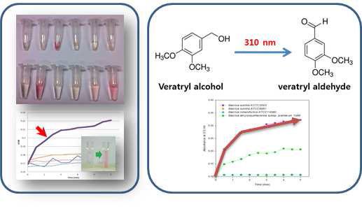 2,4-Dichlorophenol 및 veratryl alcohol을 이용한 리그닌 분해 효소 활성 측정