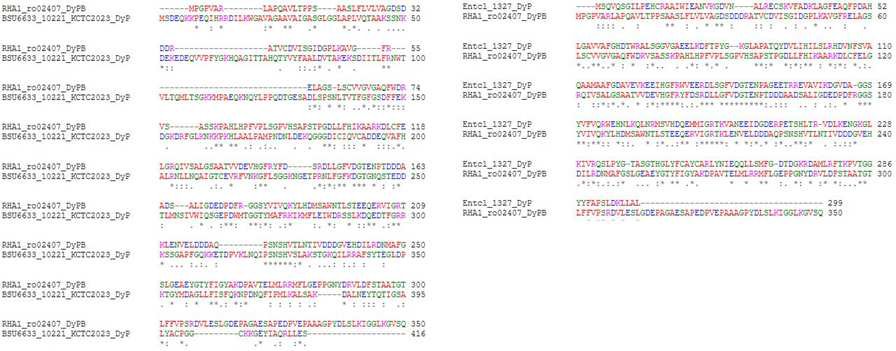 박테리아간 DyP 유전자 단백질 서열 비교