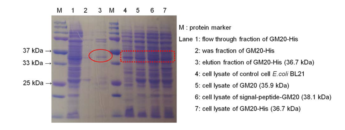SDS-PAGE of Ni-NTA purified GM20 (lane1~3), cell lysate of control cell E.coli BL21 (lane 4), and GM20 (lane5~7)