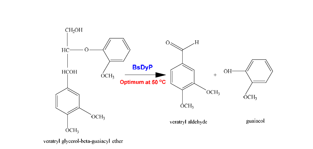 BsDyP의 리그닌 이량체 (VGE) 분해 메커니즘