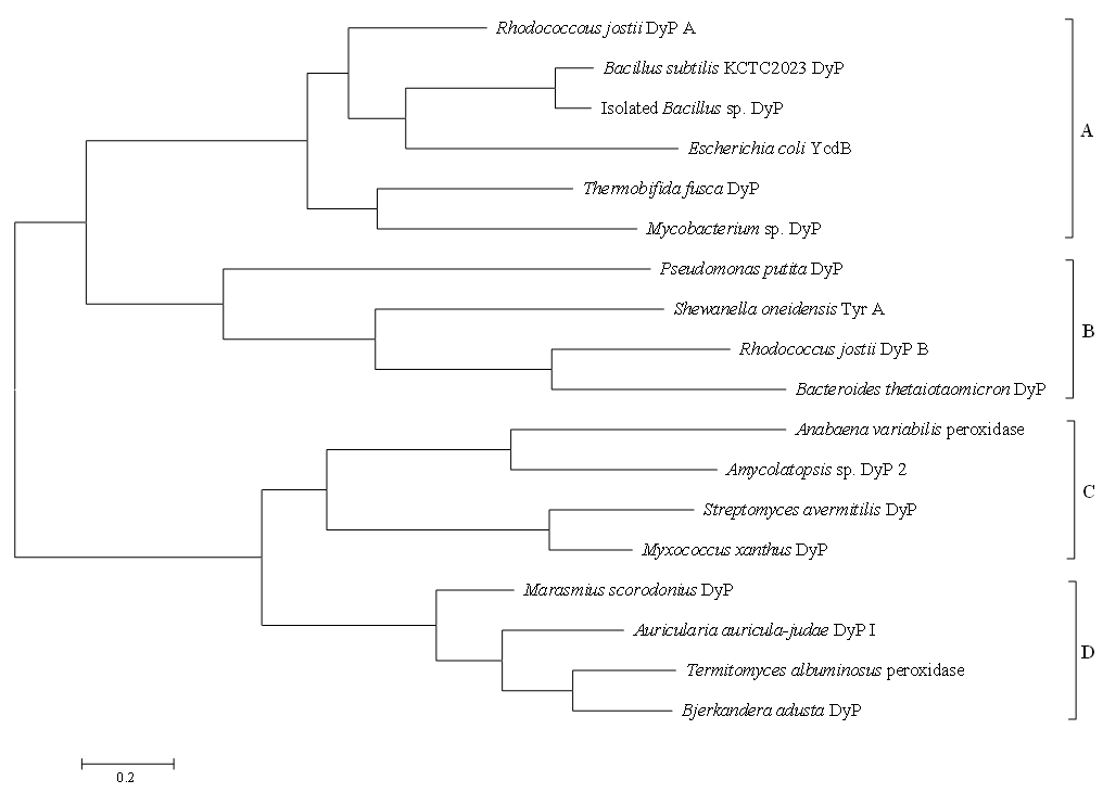DyP 유전자간의 phylogenetic analysis