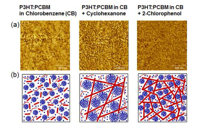 (a) 첨가제에 따른 P3HT:PCBM 박막의 AFM 위상 이미지, (b) 소각중성자산란 실험 결과로 구현한 박막의 내부 모폴로지 예상도