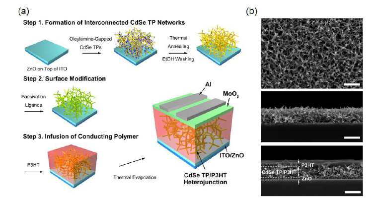 (a) 다공성 CdSe 테트라포드 박막을 이용한 하이브리드 태양전지 제작 공정 개념도. (b) 다공성 CdSe 테트라포드 박막의 표면 (상) 및 단면 (중)의 전자현미경 사진과 CdSe 테트라포드/P3HT 이종 접합 하이브리드 박막의 단면 사진 (하) (scale bar는 모두 200 nm)