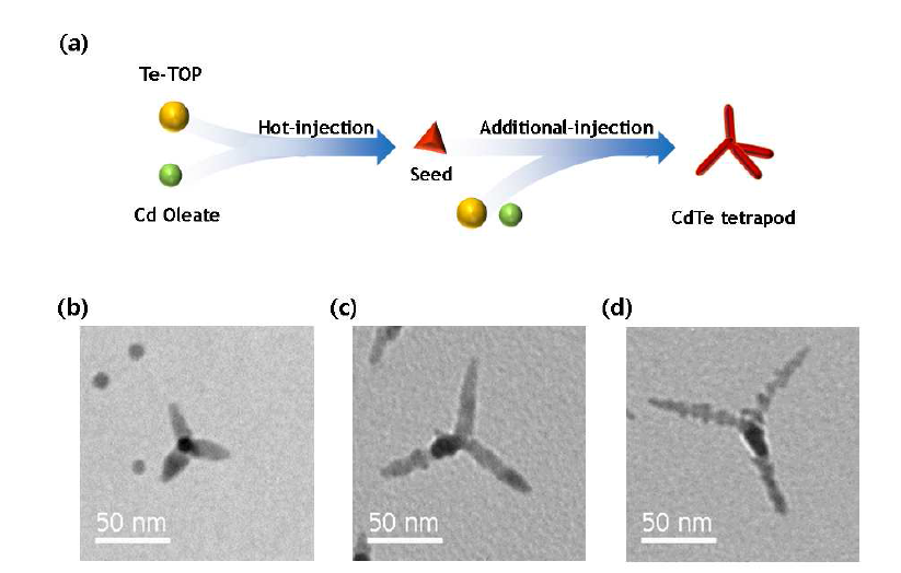 (a) CdTe 테트라포드(tetrapod)형 나노입자의 합성 모식도 및 합성시 성장 온도 (b) 290 ?, (c) 270 ?, (d) 250? 에 따른 CdTe 테트라포드형 나노입자의 전자 투과 현미경 사진