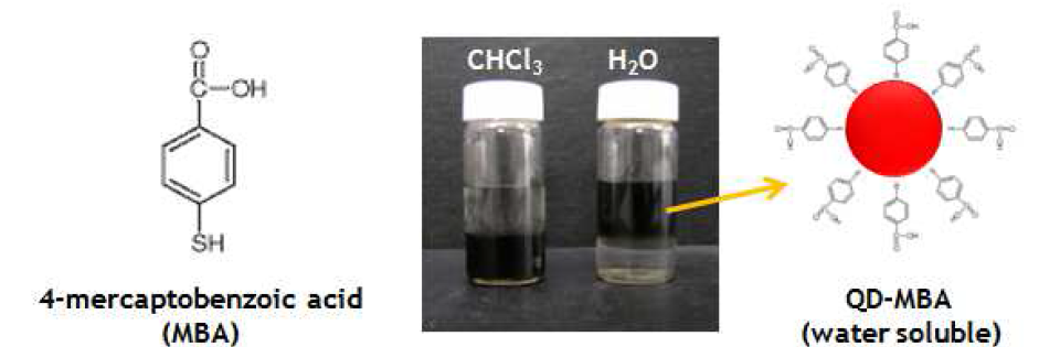 ?-공액 유기반도체 분자인 4-mercaptobenzoic acid의 화학구조 (좌) 및 이로 표면치환된 양자점