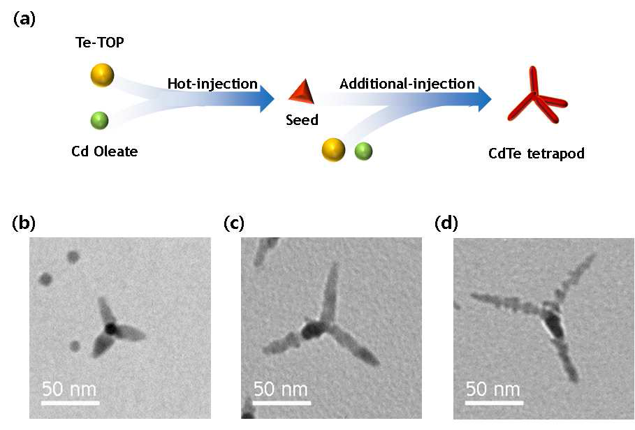 (a) CdTe 테트라포드(tetrapod)형 나노입자의 합성 모식도 및 합성시 성장 온도 (b) 290 ?, (c) 270 ?, (d) 250? 에 따른 CdTe 테트라포드형 나노입자의 전자 투과 현미경 사진