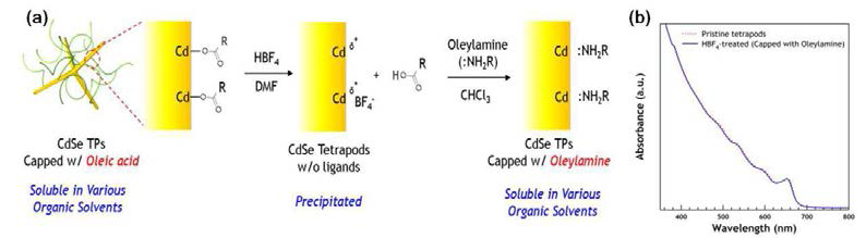 (a) 테트라포드 나노입자의 표면 개질 모식도. (b) 표면 개질 전후의 흡수스펙트럼 변화.