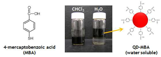 ?-공액 유기반도체 분자인 4-mercaptobenzoic acid의 화학구조 (좌) 및 이로 표면치환된 양자점